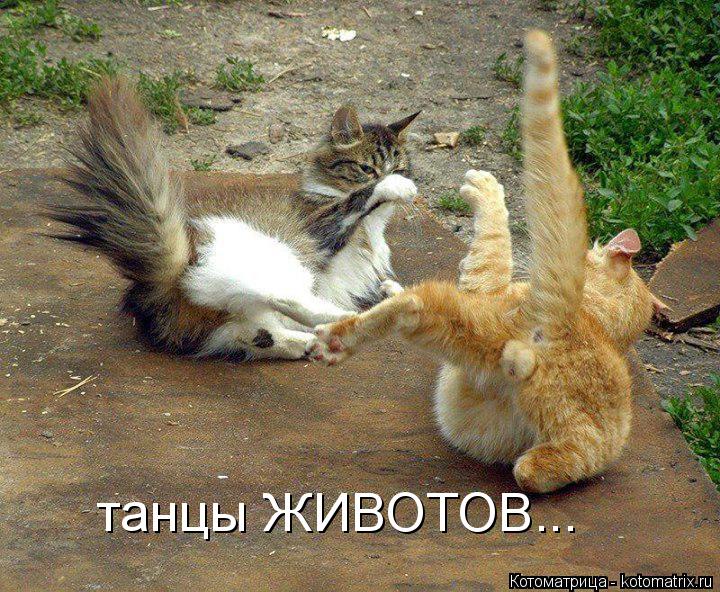 танцы ЖИВОТОВ...... Котоматрица: танцы ЖИВОТОВ...