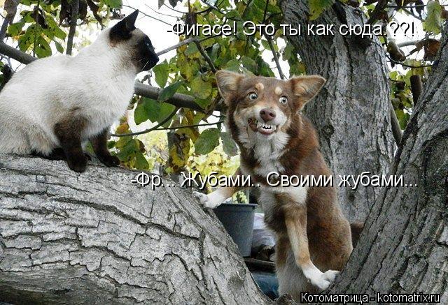 -Фигасе! Это ты как сюда.??! -Фр... Жубами.. Своими жубами...... Котоматрица: -Фигасе! Это ты как сюда.??! -Фр... Жубами.. Своими жубами...