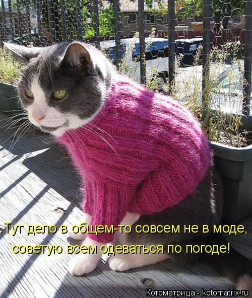 Тут дело в общем-то совсем не в моде, советую всем одеваться по погоде!... Котоматрица: Тут дело в общем-то совсем не в моде, советую всем одеваться по погоде!