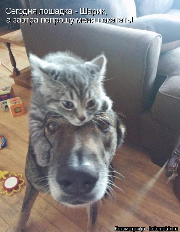 Сегодня лошадка - Шарик, а завтра попрошу меня покатать!... Котоматрица: Сегодня лошадка - Шарик, а завтра попрошу меня покатать!