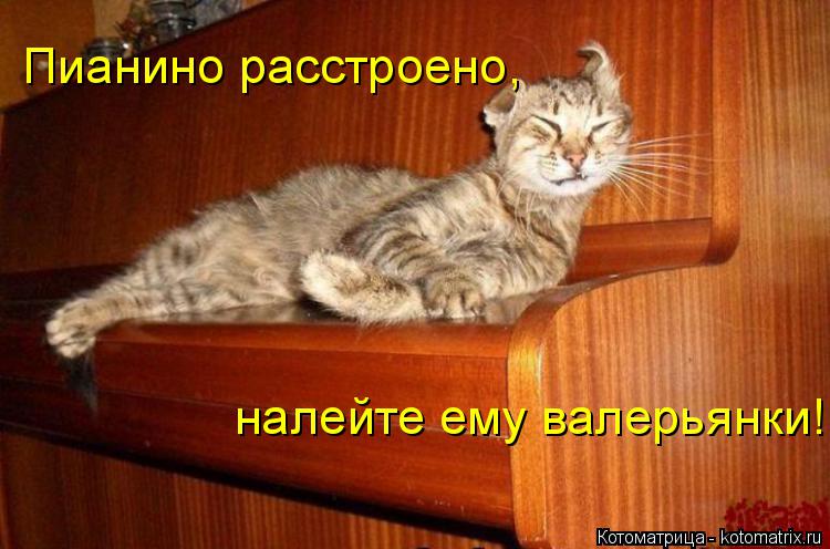 Пианино расстроено, налейте ему валерьянки!... Котоматрица: Пианино расстроено, налейте ему валерьянки!