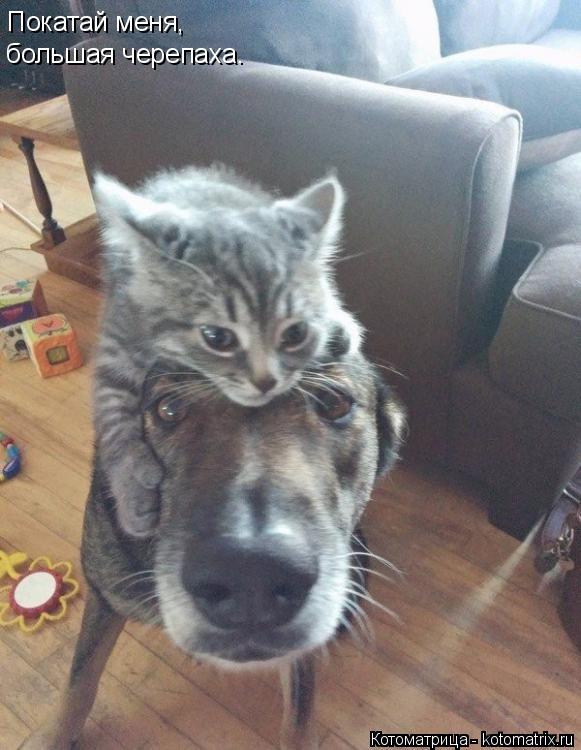 Покатай меня, большая черепаха.... Котоматрица: Покатай меня, большая черепаха.