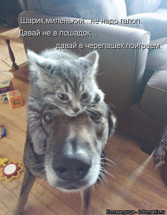 Шарик,миленький...не надо галоп. Давай не в лошадок.… давай в черепашек поиграем.... Котоматрица: Шарик,миленький...не надо галоп. Давай не в лошадок.… давай в черепашек поиграем.