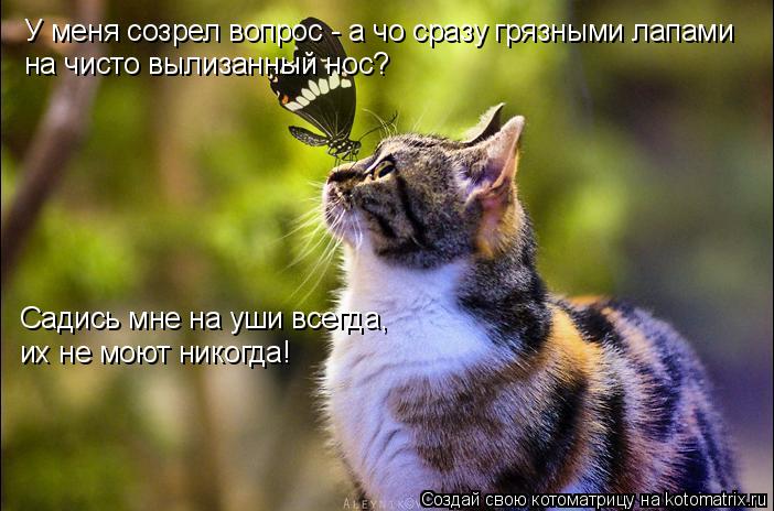 У меня созрел вопрос - а чо сразу грязными лапами на чисто вылизанный нос? Садись мне на уши всегда... Котоматрица: У меня созрел вопрос - а чо сразу грязными лапами на чисто вылизанный нос? Садись мне на уши всегда, их не моют никогда!