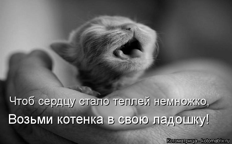 Котоматрица: Чтоб сердцу стало теплей немножко, Возьми котенка в свою ладошку!