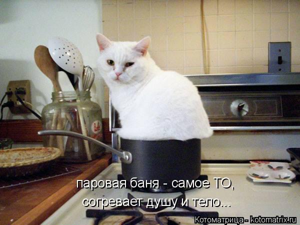паровая баня - самое ТО, согревает душу и тело...... Котоматрица: паровая баня - самое ТО, согревает душу и тело...