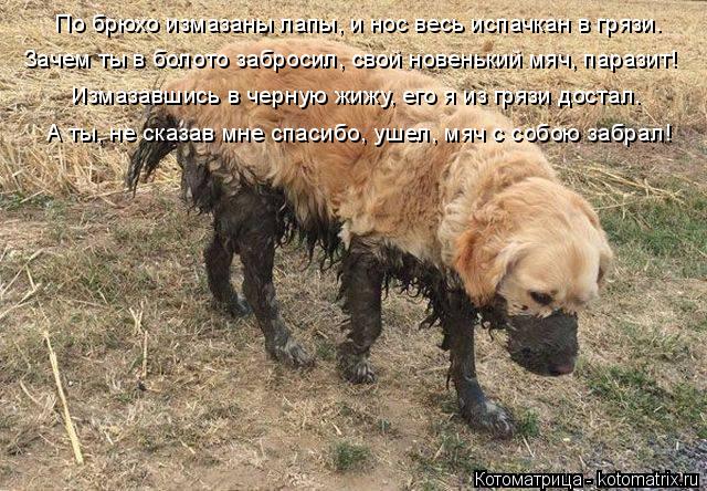 Зачем ты в болото забросил, свой новенький мяч, паразит! По брюхо измазаны лапы, и нос весь испачкан ... Котоматрица: Зачем ты в болото забросил, свой новенький мяч, паразит! По брюхо измазаны лапы, и нос весь испачкан в грязи. А ты, не сказав мне спасибо, ушел,