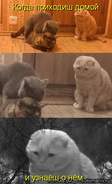 Когда приходиш домой и узнаёш о нём... Котоматрица: Когда приходиш домой и узнаёш о нём