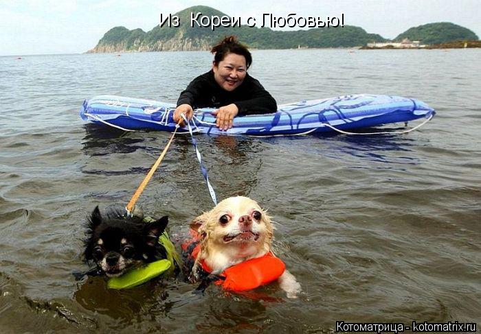 Из Кореи с Любовью!... Котоматрица: Из Кореи с Любовью!