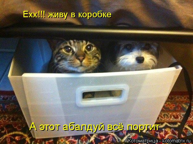 Ехх!!! живу в коробке А этот абалдуй всё портит... Котоматрица: Ехх!!! живу в коробке А этот абалдуй всё портит
