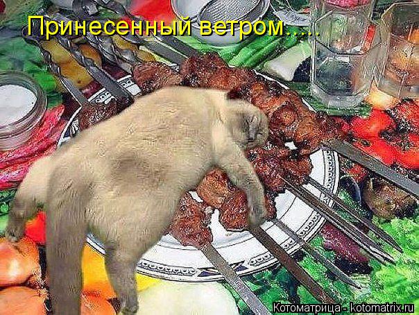 Принесенный ветром........ Котоматрица: Принесенный ветром.....
