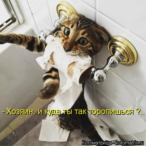 - Хозяин, и куда ты так торопишься ?....... Котоматрица: - Хозяин, и куда ты так торопишься ?....