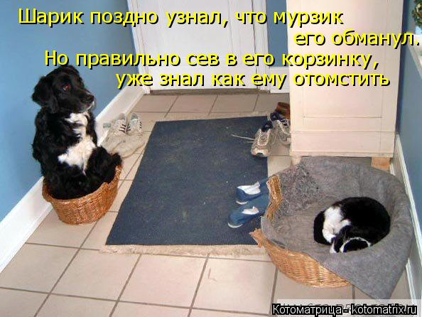 Шарик поздно узнал, что мурзик его обманул. Но прави Но правильно сев в его корзинку, уже знал как ем... Котоматрица: Шарик поздно узнал, что мурзик его обманул. Но прави Но правильно сев в его корзинку, уже знал как ему отомстить