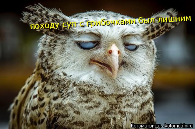 походу суп с грибочками был лишним... Котоматрица: походу суп с грибочками был лишним