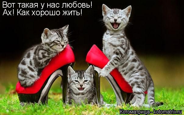 Вот такая у нас любовь! Ах! Как хорошо жить!... Котоматрица: Вот такая у нас любовь! Ах! Как хорошо жить!