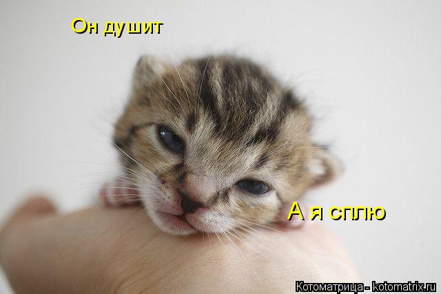 Он душит А я сплю... Котоматрица: Он душит А я сплю