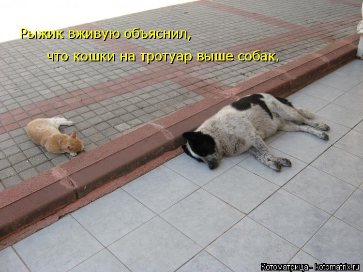 Рыжик вживую объяснил, что кошки на тротуар выше собак.... Котоматрица: Рыжик вживую объяснил, что кошки на тротуар выше собак.