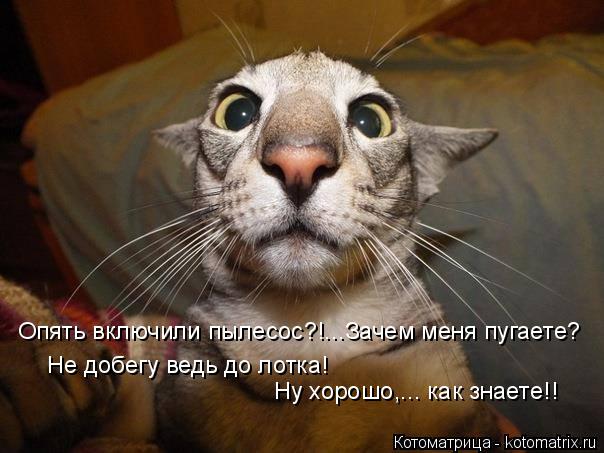 Опять включили пылесос?!...Зачем меня пугаете? Не добегу ведь до лотка! Ну хорошо,... как знаете!!... Котоматрица: Опять включили пылесос?!...Зачем меня пугаете? Не добегу ведь до лотка! Ну хорошо,... как знаете!!