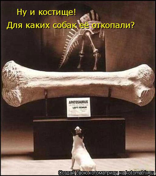 Ну и костище! Для каких собак её откопали?... Котоматрица: Ну и костище! Для каких собак её откопали?