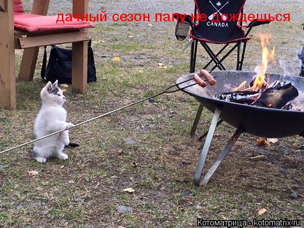 дачный сезон папу не дождешься... Котоматрица: дачный сезон папу не дождешься
