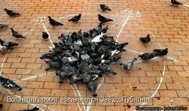 Вот наша армия! Называется ЗвёздоЛубятник!... Котоматрица: Вот наша армия! Называется ЗвёздоЛубятник!