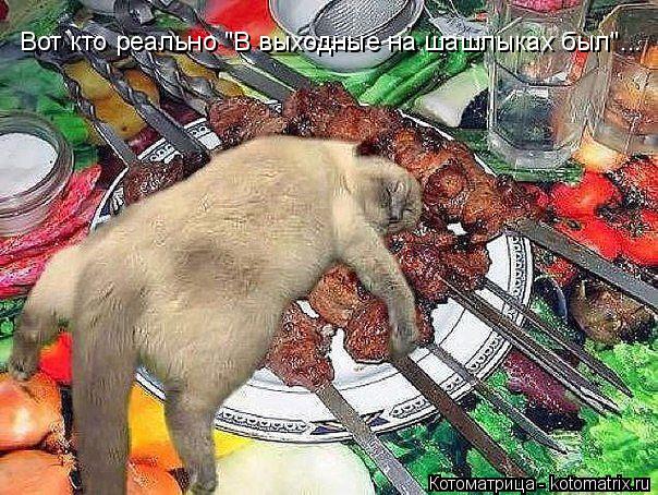 Вот кто реально "В выходные на шашлыках был"...... Котоматрица: Вот кто реально "В выходные на шашлыках был"...