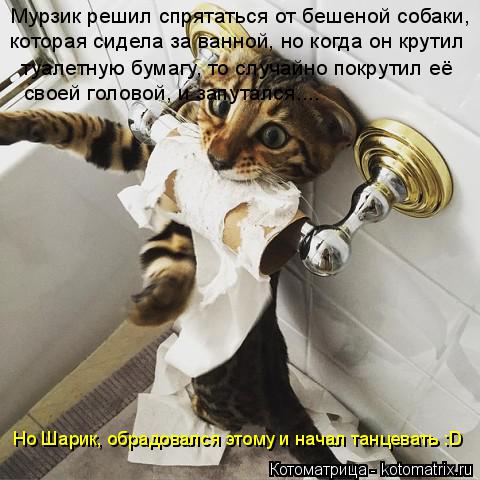 Мурзик решил спрятаться от бешеной собаки, которая сидела за ванной, но когда он крутил туалетную бум... Котоматрица: Мурзик решил спрятаться от бешеной собаки, которая сидела за ванной, но когда он крутил туалетную бумагу, то случайно покрутил её своей гол