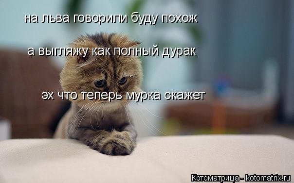 на льва говорили буду похож а выгляжу как полный дурак эх что теперь мурка скажет... Котоматрица: на льва говорили буду похож а выгляжу как полный дурак эх что теперь мурка скажет