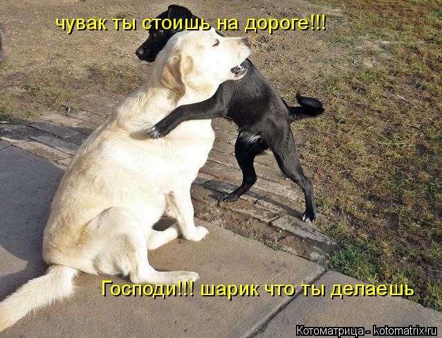 Господи!!! шарик что ты делаешь Господи!!! шарик что ты делаешь чувак ты стоишь на дороге!!! чувак ты... Котоматрица: Господи!!! шарик что ты делаешь Господи!!! шарик что ты делаешь чувак ты стоишь на дороге!!! чувак ты стоишь на дороге!!!
