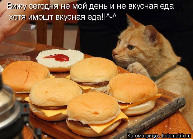 Вижу сегодня не мой день и не вкусная еда хотя имошт вкусная еда!!^-^... Котоматрица: Вижу сегодня не мой день и не вкусная еда хотя имошт вкусная еда!!^-^