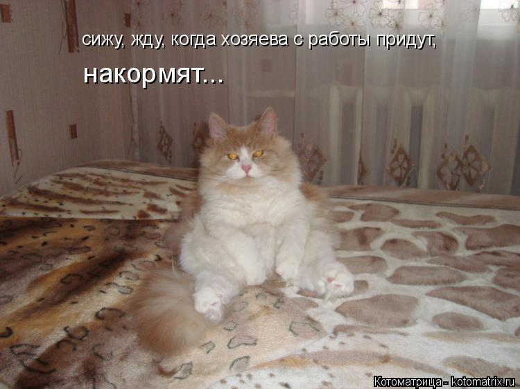 сижу, жду, когда хозяева с работы придут, накормят...... Котоматрица: сижу, жду, когда хозяева с работы придут, накормят...