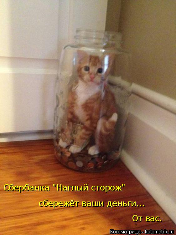 сбережёт ваши деньги... От вас. Сбербанка "Наглый сторож"... Котоматрица: сбережёт ваши деньги... От вас. Сбербанка "Наглый сторож"