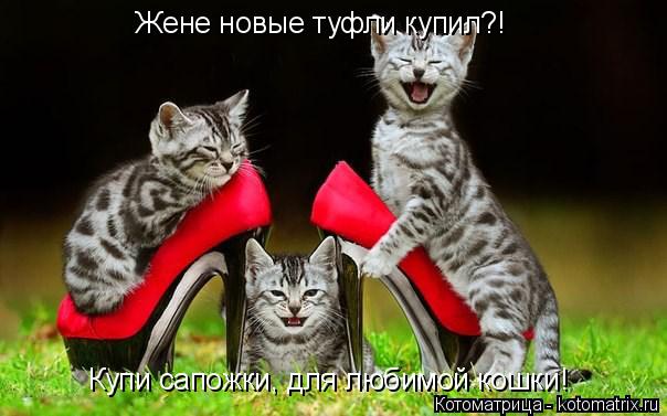 Купи сапожки, для любимой кошки! Жене новые туфли купил?!... Котоматрица: Купи сапожки, для любимой кошки! Жене новые туфли купил?!