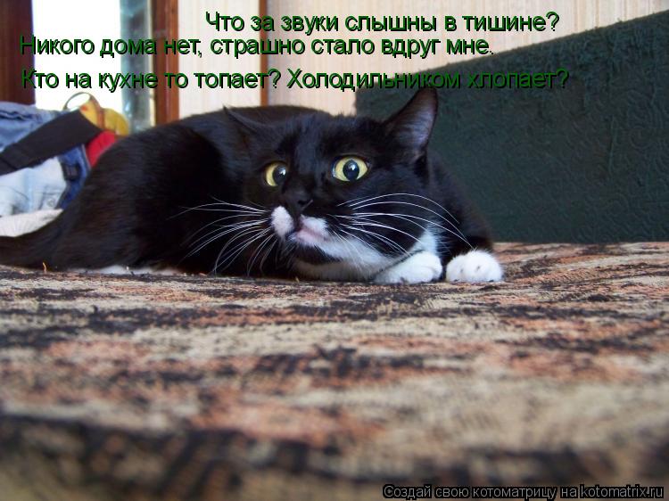 Что за звуки слышны в тишине? Никого дома нет, страшно стало вдруг мне. Кто на кухне то топает? Холод... Котоматрица: Что за звуки слышны в тишине? Никого дома нет, страшно стало вдруг мне. Кто на кухне то топает? Холодильником хлопает?