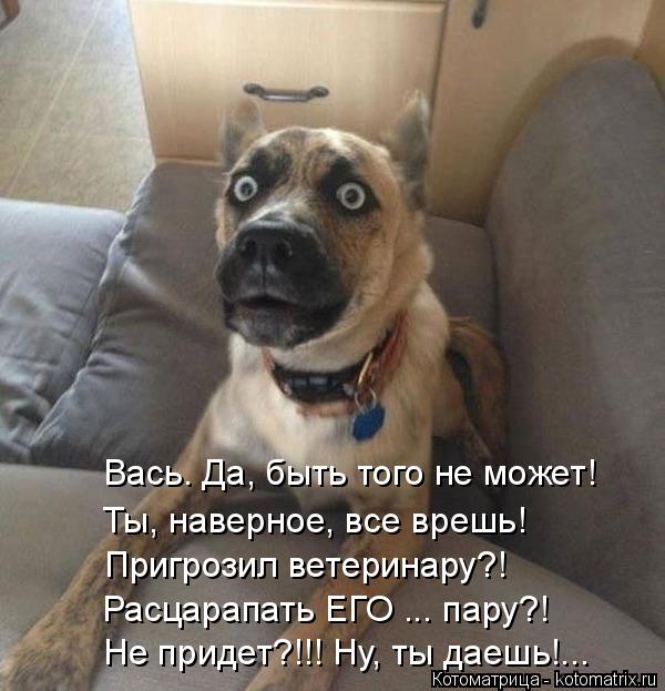Вась. Да, быть того не может! Ты, наверное, все врешь! Пригрозил ветеринару?! Расцарапать ЕГО ... пар... Котоматрица: Вась. Да, быть того не может! Ты, наверное, все врешь! Пригрозил ветеринару?! Расцарапать ЕГО ... пару?! Не придет?!!! Ну, ты даешь!...