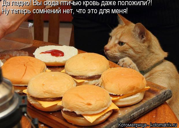 Да ладно! Вы сюда птичью кровь даже положили?! Ну теперь сомнений нет, что это для меня!... Котоматрица: Да ладно! Вы сюда птичью кровь даже положили?! Ну теперь сомнений нет, что это для меня!