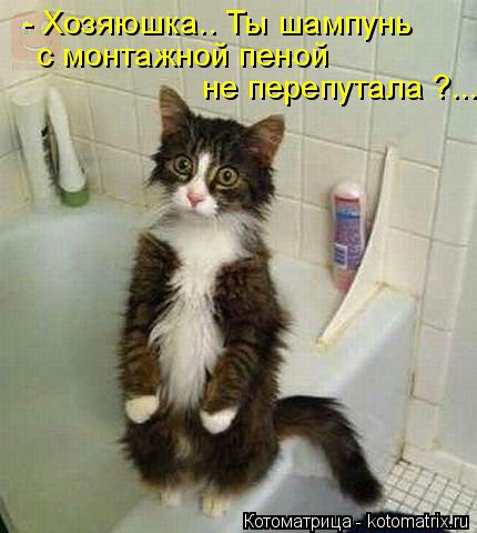 - Хозяюшка.. Ты шампунь с монтажной пеной не перепутала ?....... Котоматрица: - Хозяюшка.. Ты шампунь с монтажной пеной не перепутала ?....