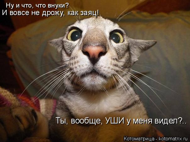 Ты, вообще, УШИ у меня видел?.. Ну и что, что внуки? И вовсе не дрожу, как заяц!... Котоматрица: Ты, вообще, УШИ у меня видел?.. Ну и что, что внуки? И вовсе не дрожу, как заяц!
