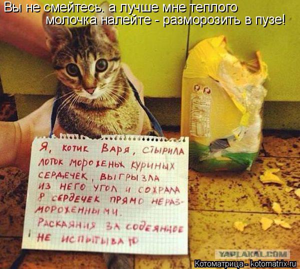 Вы не смейтесь. а лучше мне теплого молочка налейте - разморозить в пузе!... Котоматрица: Вы не смейтесь. а лучше мне теплого молочка налейте - разморозить в пузе!