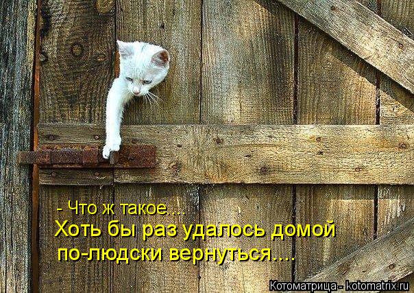 - Что ж такое.... Хоть бы раз удалось домой по-людски вернуться....... Котоматрица: - Что ж такое.... Хоть бы раз удалось домой по-людски вернуться....