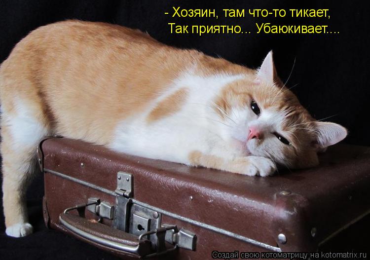- Хозяин, там что-то тикает, Так приятно... Убаюкивает....... Котоматрица: - Хозяин, там что-то тикает, Так приятно... Убаюкивает....