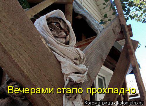 Вечерами стало прохладно... Котоматрица: Вечерами стало прохладно