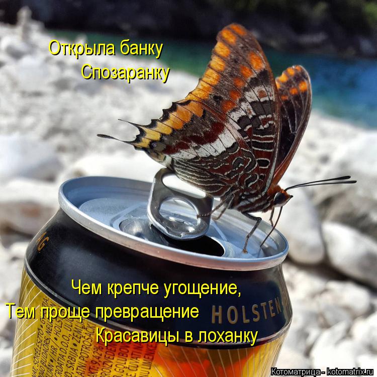 Открыла банку Спозаранку Красавицы в лоханку Тем проще превращение Чем крепче угощение,... Котоматрица: Открыла банку Спозаранку Красавицы в лоханку Тем проще превращение Чем крепче угощение,