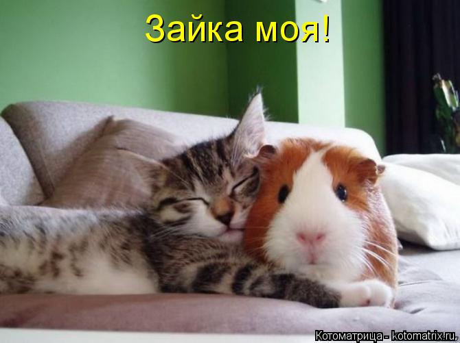 Зайка моя!... Котоматрица: Зайка моя!