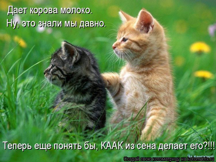 Дает корова молоко. Ну, это знали мы давно. Теперь еще понять бы, КААК из сена делает его?!!!... Котоматрица: Дает корова молоко. Ну, это знали мы давно. Теперь еще понять бы, КААК из сена делает его?!!!