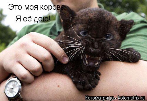 Это моя корова, Я её дою!... Котоматрица: Это моя корова, Я её дою!