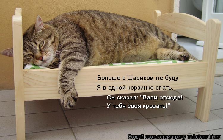 Больше с Шариком не буду Я в одной корзинке спать. Он сказал: "Вали отсюда! У тебя своя кровать!"... Котоматрица: Больше с Шариком не буду Я в одной корзинке спать. Он сказал: "Вали отсюда! У тебя своя кровать!"