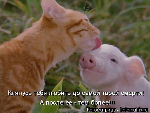 Клянусь тебя любить до самой твоей смерти! А после ее - тем более!!!... Котоматрица: Клянусь тебя любить до самой твоей смерти! А после ее - тем более!!!