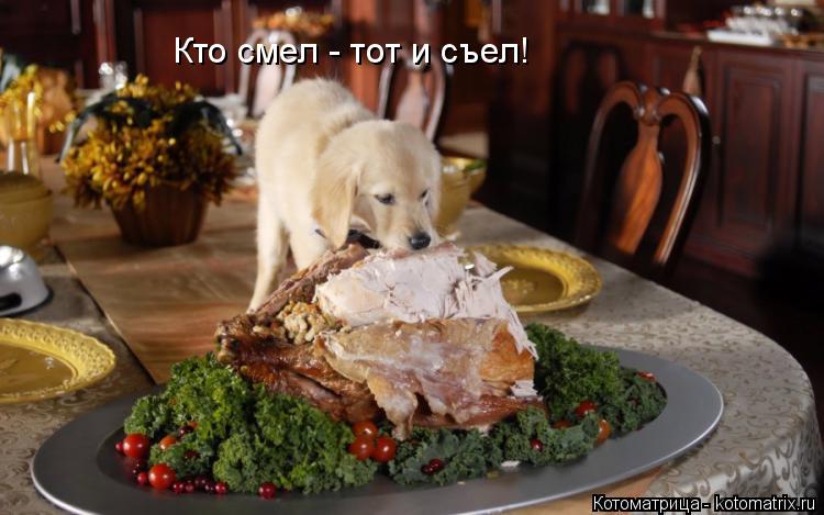 Кто смел - тот и съел!... Котоматрица: Кто смел - тот и съел!