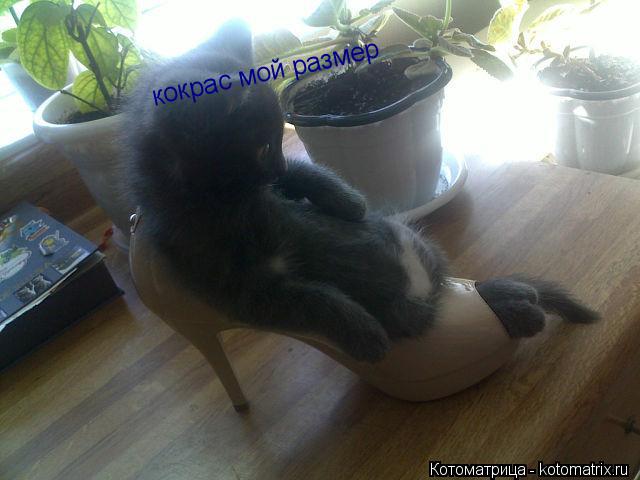 кокрас мой размер... Котоматрица: кокрас мой размер